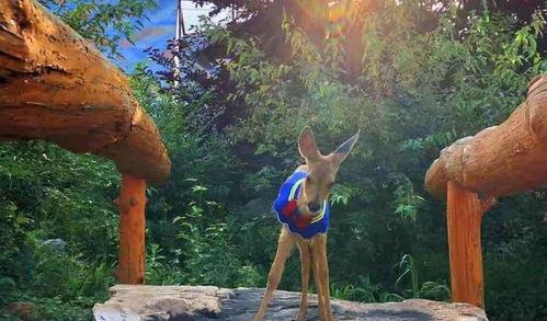 狍子先生爆料视频播放在线观看,独家解析幕后真相 第1张 狍子先生爆料视频播放在线观看,独家解析幕后真相 第1张